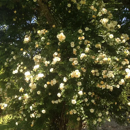 Les 2 Brigards Couette-café